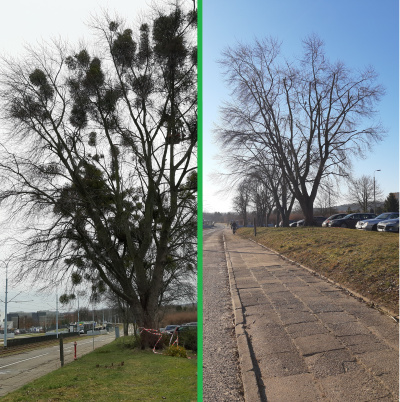 On the left a maple infested with mistletoe, on the right the same tree without the semi-parasite