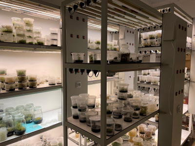 The photo shows a phytotron - a room for growing plants in in vitro culture