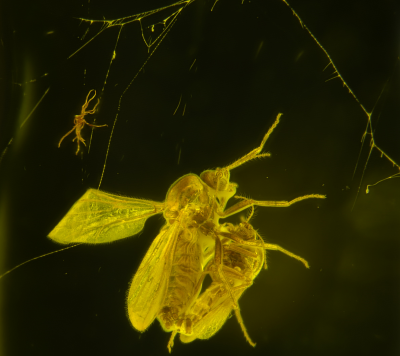 Muchówki kuczmany w trakcie kopulacji uwięzione w pajęczynie