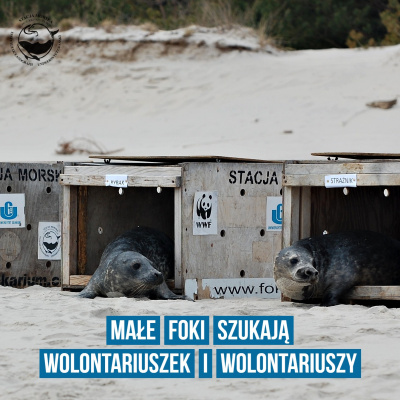 Do 14 lutego trwa także nabór wolontariuszy i wolontariuszek do ośrodka rehabilitacji fok. 