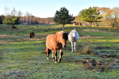 Zdjęcie aukcja 39. Horse1