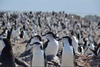 Penguin colony, photo by Lucas Krüger