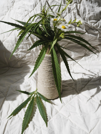 liść konopi w wazonie, w tle płótno konopne