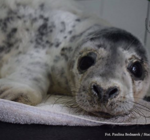 fot. Paulina Bednarek/stacja Morska IO UG