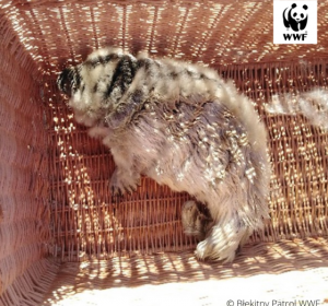 Fot. Błękitny patrol WWF