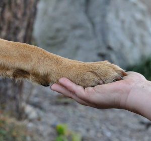 Obraz Pezibear z Pixabay 