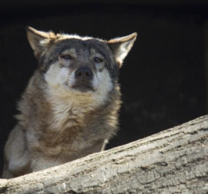 PAP/Aleksander Koźmiński