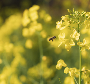 Obraz Tide He z Pixabay 