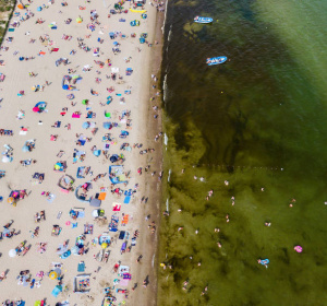 Sinice w służbie człowieka