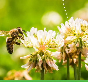 Terenówki przyrodnicze: owady