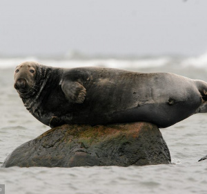 Wakacje 2021. Jak podglądać foki i gdzie usłyszeć ich śpiew?
