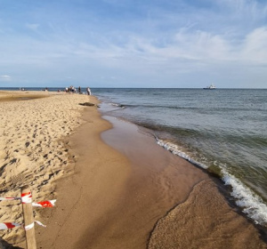foka na plaży