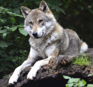 Obraz Andrea Bohl z Pixabay 