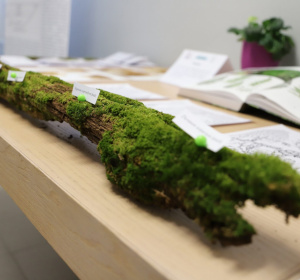 Źródło: Kuratorium Oświaty w Szczecinie