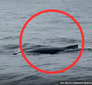 Onet.pl- Wieloryb pływa w Bałtyku. "To skutek zmieniającego się klimatu" [WIDEO]