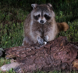 Image by Jack Bulmer from Pixabay