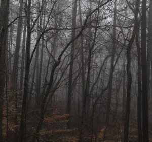 Image by Carlos Gonzalez from Pixabay