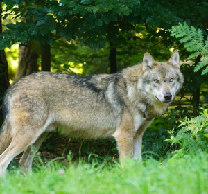 Image by Marcel Langthim from Pixabay