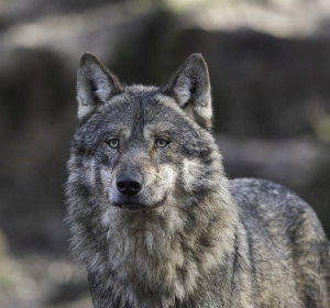 Image by keyouest from Pixabay