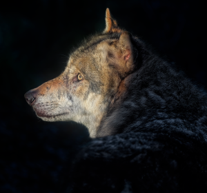 Image by Angela from Pixabay