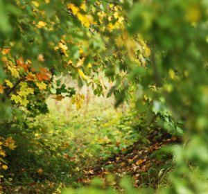 Image by Photorama from Pixabay