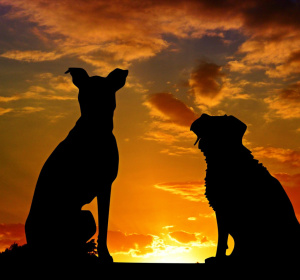 Image by Anja from Pixabay
