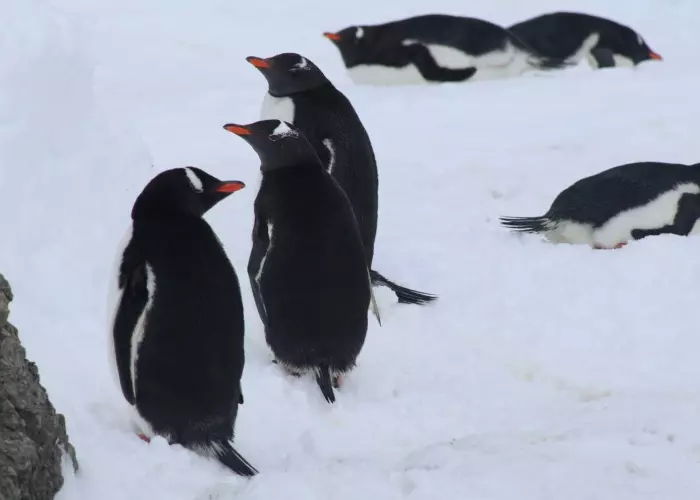 {{ value_6|escape }}