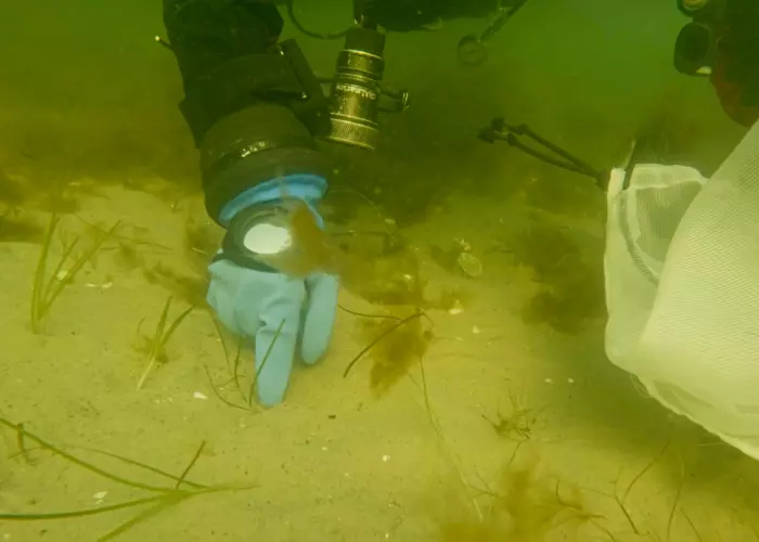 {{ value_6|escape }}