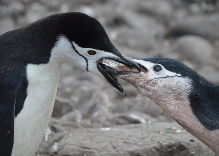 Ilustracja: Call for applications for the ICEPACT 2026 international course - Antarctic Marine Ecosystems