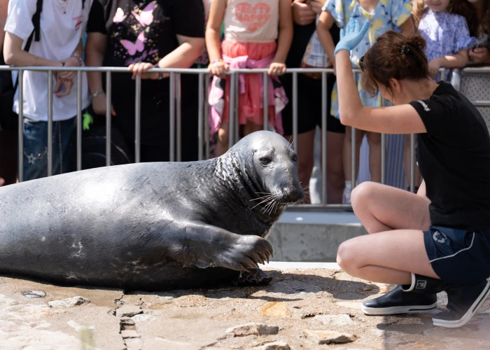 Ilustracja: Bubas knows best. A visit to the seal sanctuary at the Marine Station in Hel