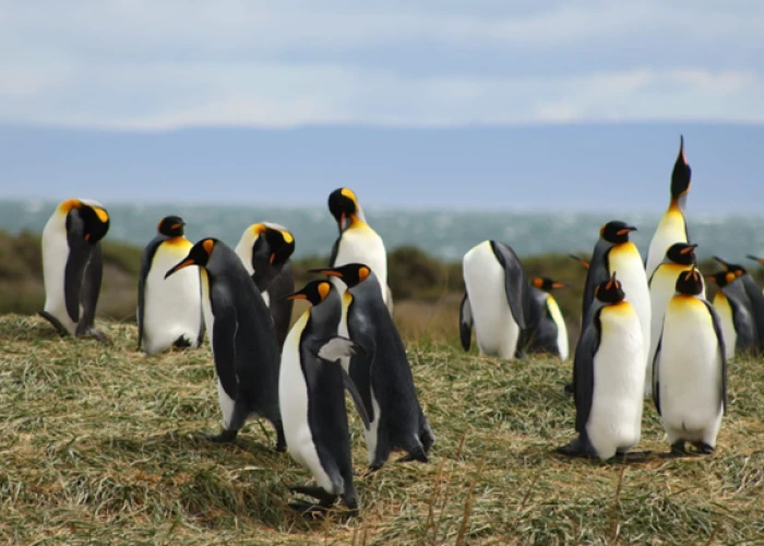Ilustracja: Student placements in Antarctica and Chile as part of the ICEPACT project – applications are now being accepted