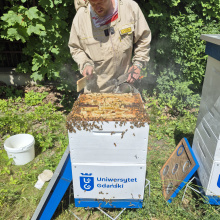 Miodobranie 2025 w pasiece UG, fot. 2