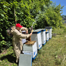 Miodobranie 2025 w pasiece UG, fot. 3