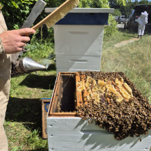 Miodobranie 2025 w pasiece UG, fot. 6