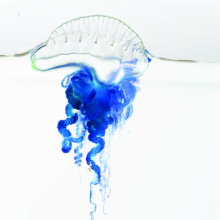 Physalia minuta from New Zealand. Image credit: Casey W. Dunn