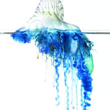 Physalia megalista from New Zealand. Image credit: Dalila Destanović, Samuel H. Church