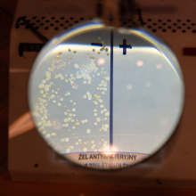 Noc Biologów na UG 2026 - WB, płytka z posiewem