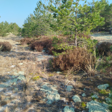 Siedliska wydmowe; fot. LIFE for Dunes PL