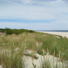 Siedliska wydmowe; fot. LIFE for Dunes PL