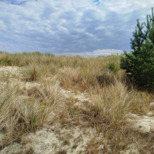 Siedliska wydmowe; fot. LIFE for Dunes PL