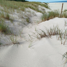 Siedliska wydmowe; fot. LIFE for Dunes PL