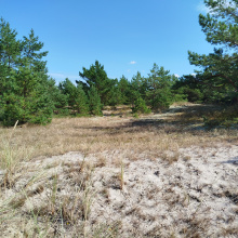 Siedliska wydmowe; fot. LIFE for Dunes PL