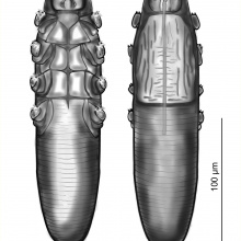 Demodex pusillus  samiec