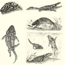 Rekonstrukcja Metoposaurus krasiejowensis. Rys. Jakub Kowalski
