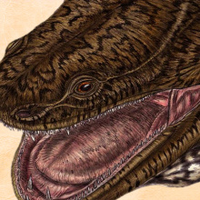 Rekonstrukcja Metoposaurus krasiejowensis. Rys Jakub Kowalski i Piotr Janecki