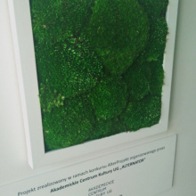 Obraz z mchu – kolejna ekspozycja w budynku Wydziału Biologii UG