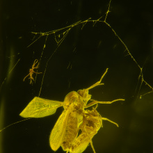 Muchówki kuczmany w trakcie kopulacji uwięzione w pajęczynie.