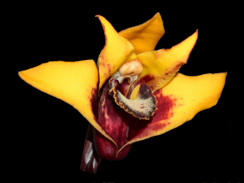 A new species of orchid has been discovered in the rainforests of