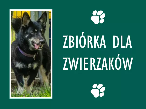 Kafel zbiórka dla zwierzaków