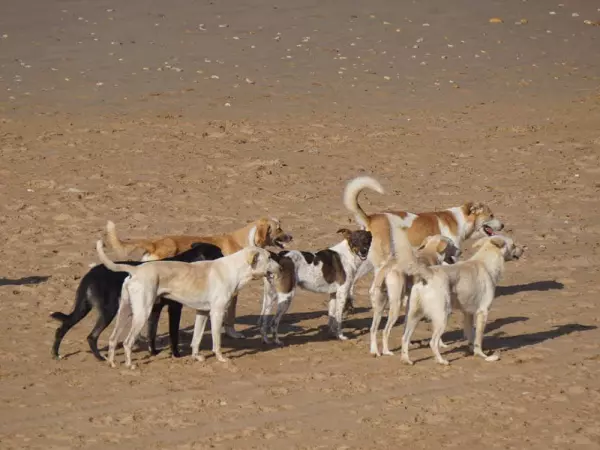 Stado wolnożyjących psów na marokańskiej plaży